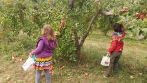 shelburne-orchard
